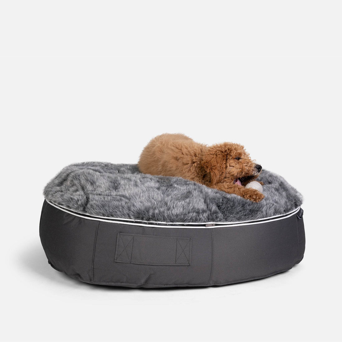 Why Dogs Chew Their Beds and How To Stop Them