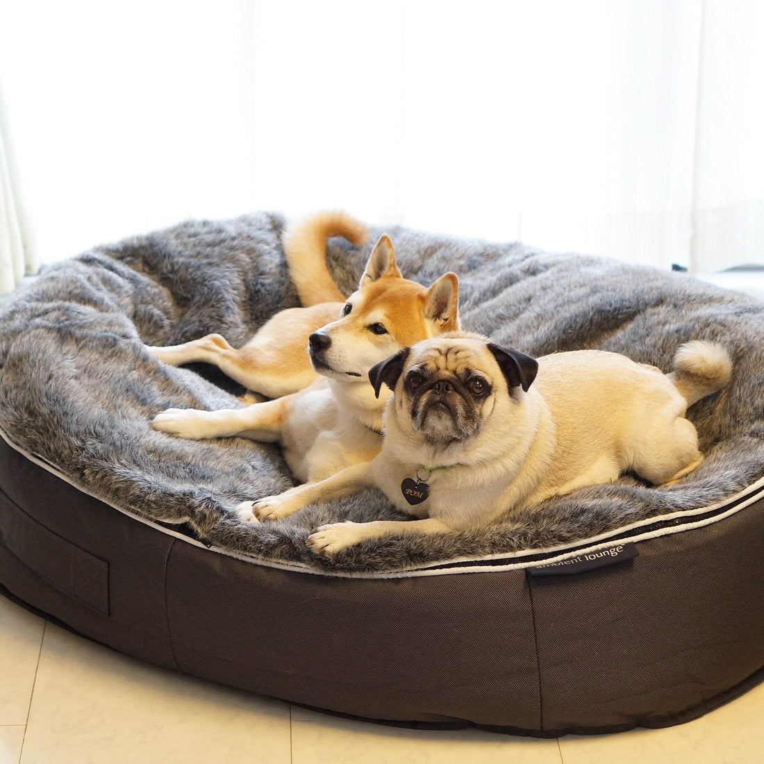 Pet-Friendly Living: Choosing the Right Bean Bag for Your Furry Friends in Australia