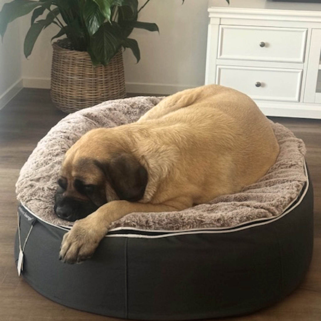 Benefits of Having Dog Beds: Why You Need to Get Your Dog a Quality Pet Bed