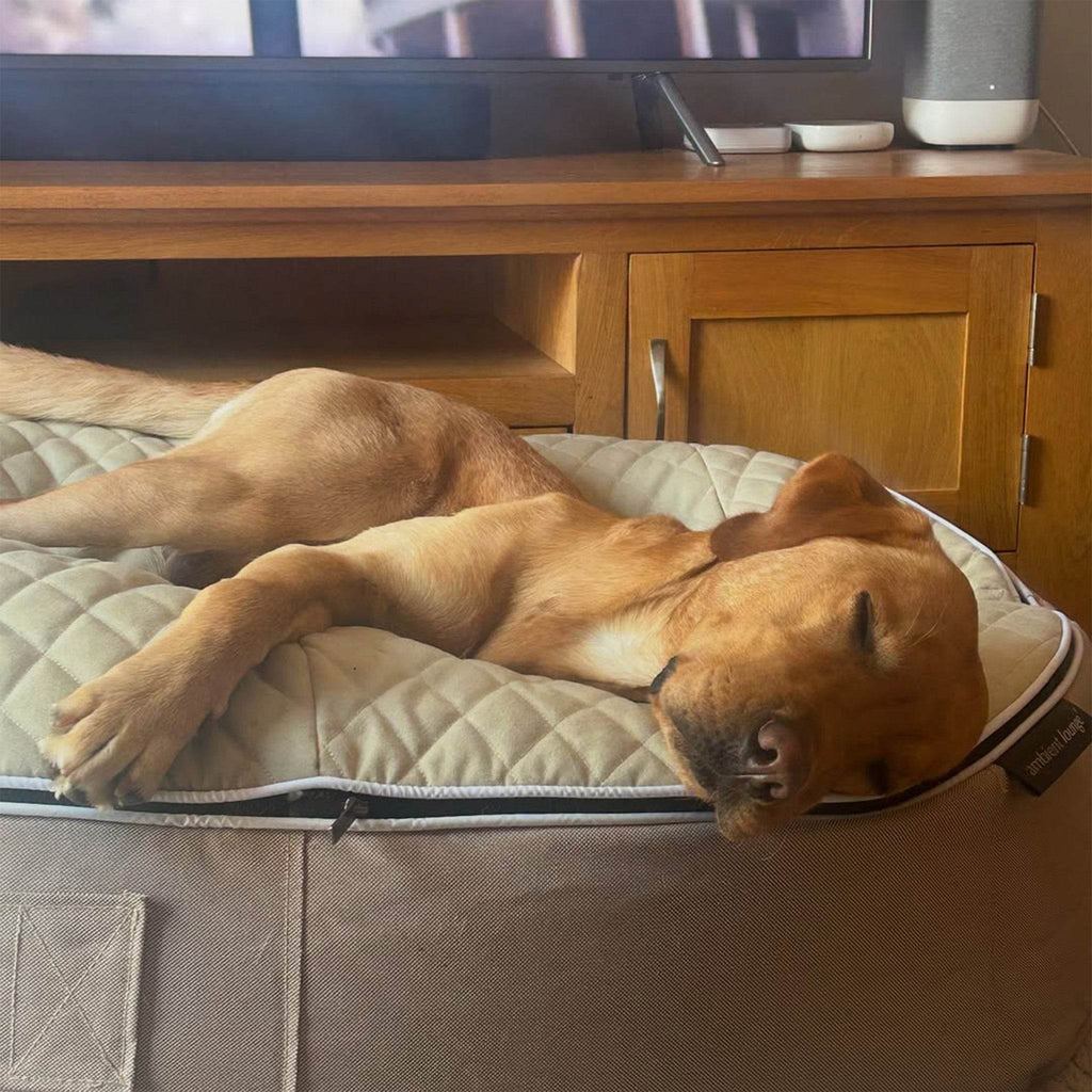 Large Luxury Dog Bed - Interior/Outdoor
