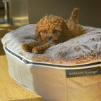 Small Luxury Dog Bed - Interior/Outdoor