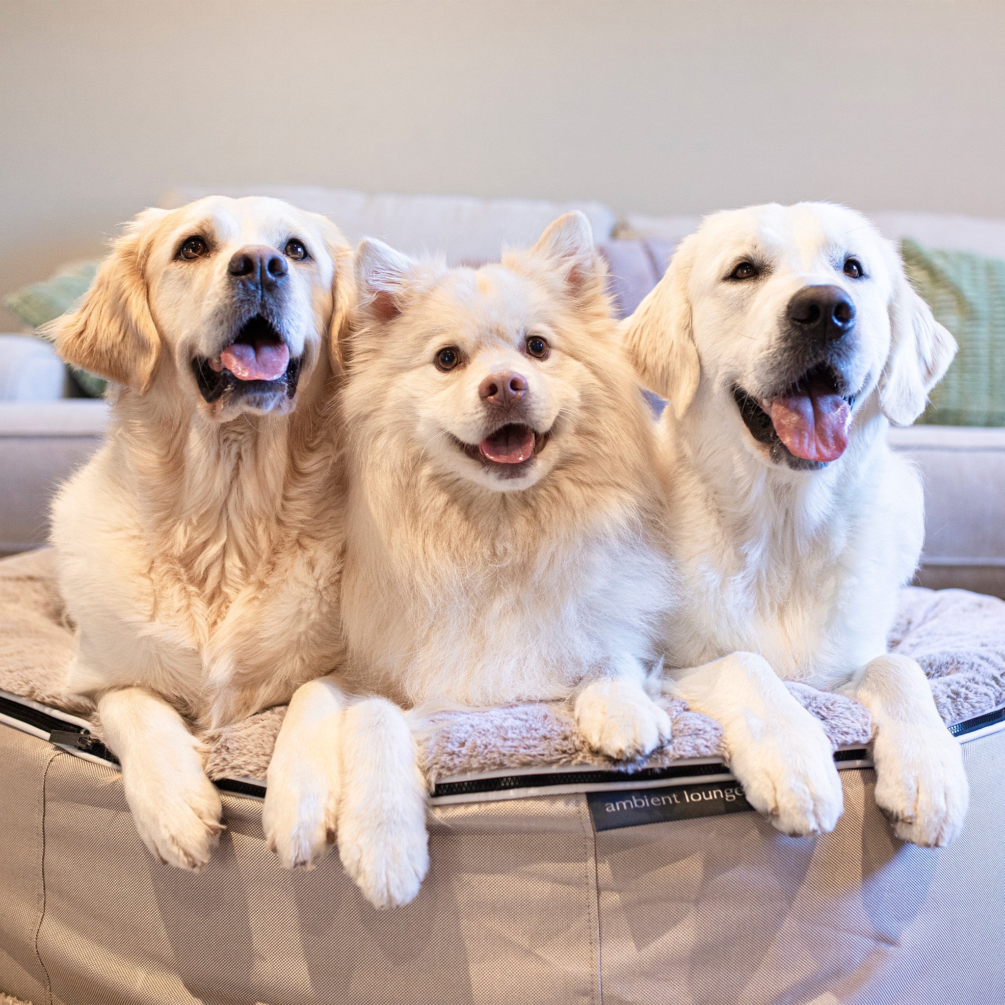 Large Rebound Foam Mattress Dog Bed - Interior/Outdoor