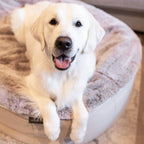 Large Rebound Foam Mattress Dog Bed - Interior/Outdoor