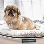 Medium Rebound Foam Mattress Dog Bed - Interior/Outdoor