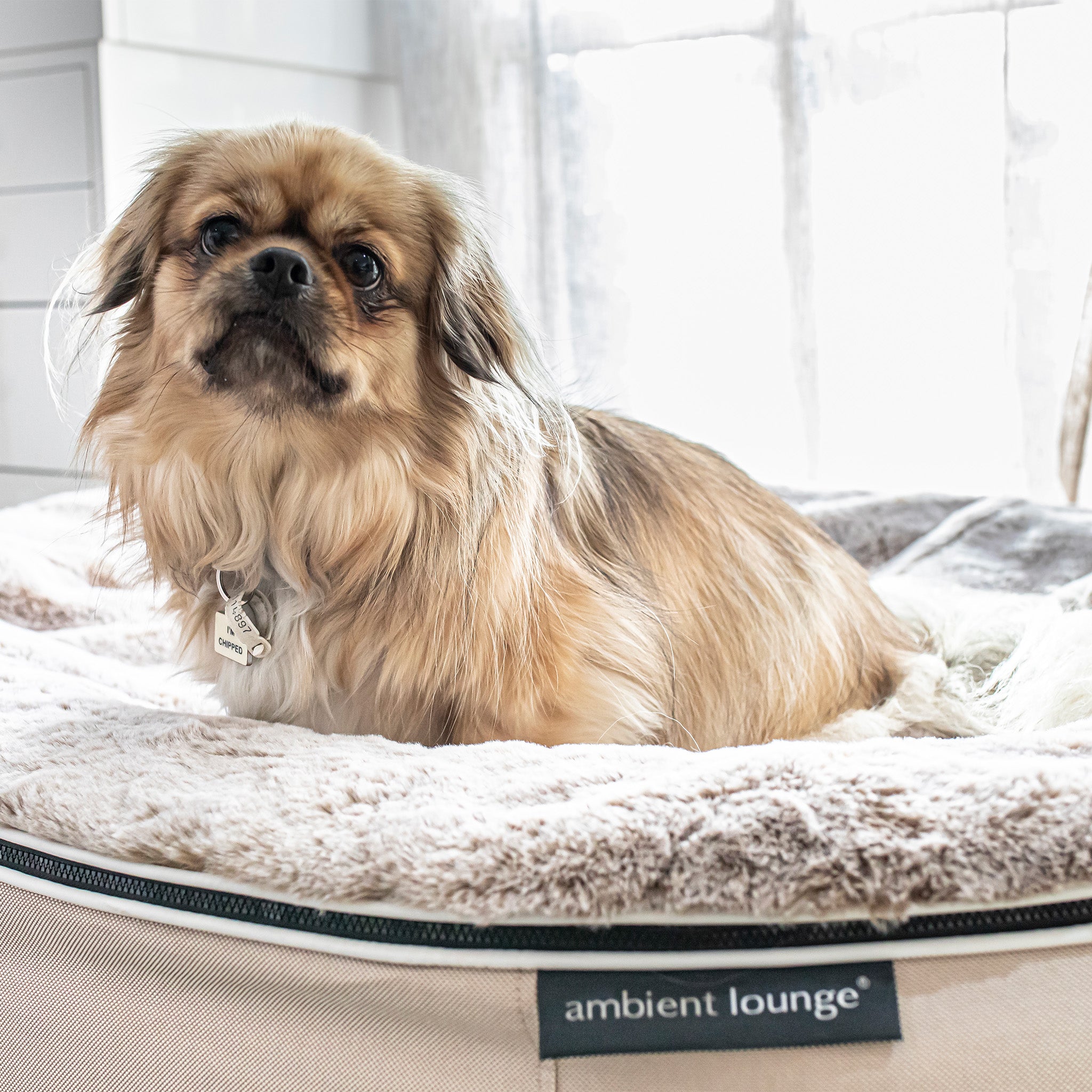 Medium Rebound Foam Mattress Dog Bed - Interior/Outdoor