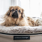 Medium Rebound Foam Mattress Dog Bed - Interior/Outdoor