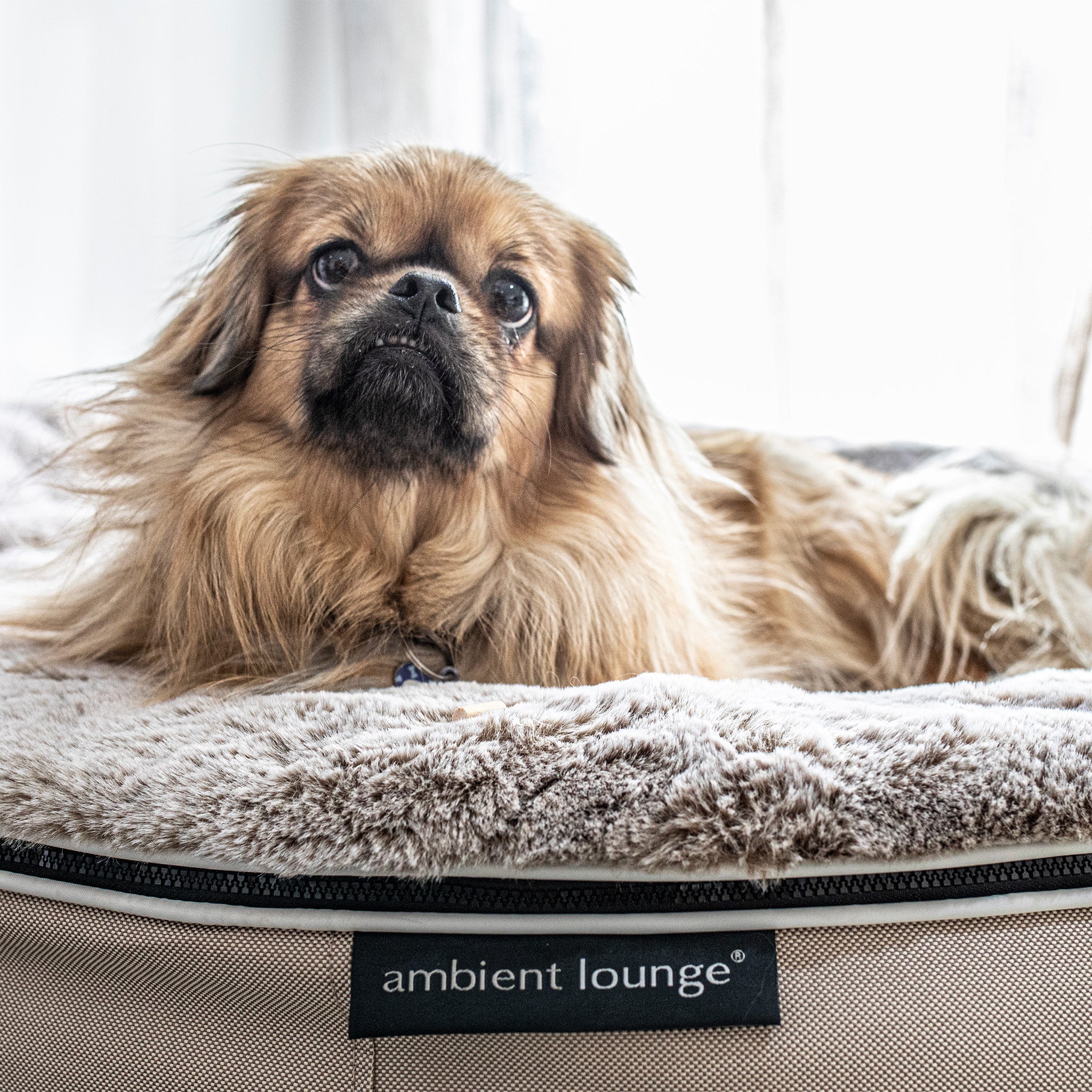 Medium Rebound Foam Mattress Dog Bed - Interior/Outdoor