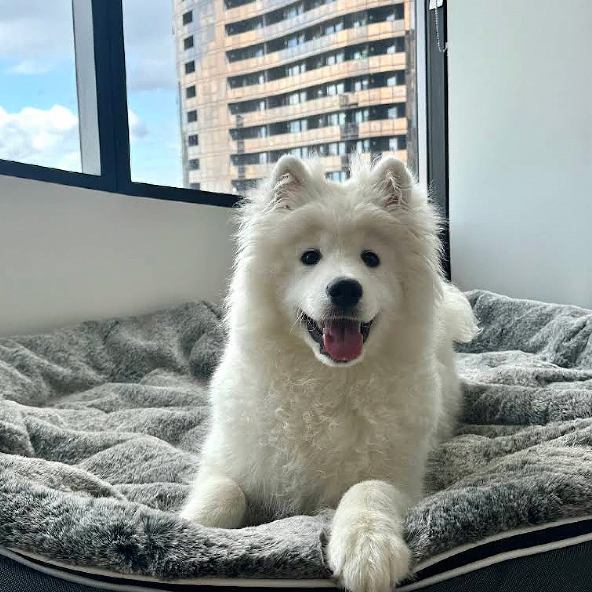XXL Rebound Foam Mattress Dog Bed - Interior/Outdoor
