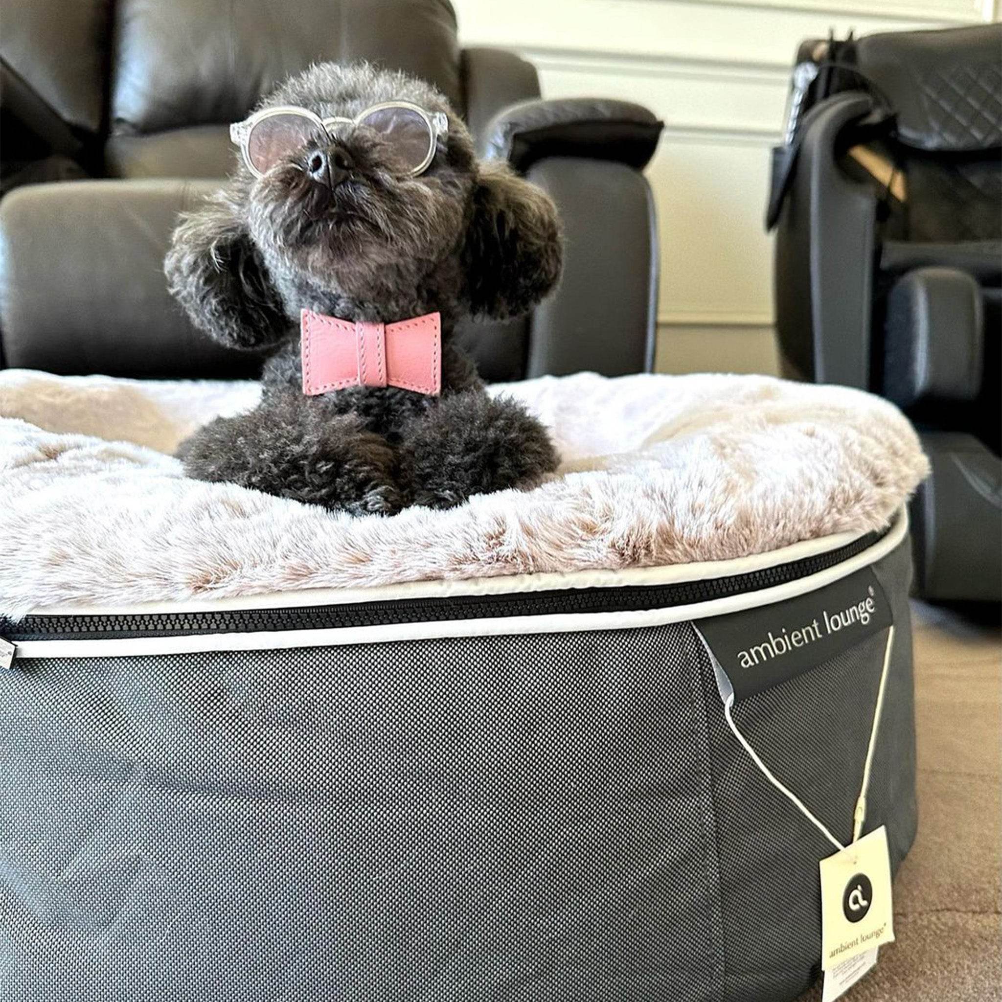 Medium Rebound Foam Mattress Dog Bed - Interior/Outdoor