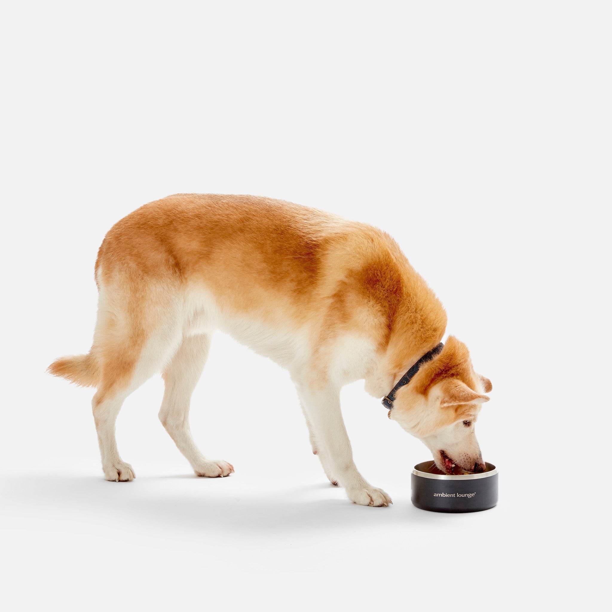 2L Double-Wall Stainless Steel Food & Water Dog Bowl